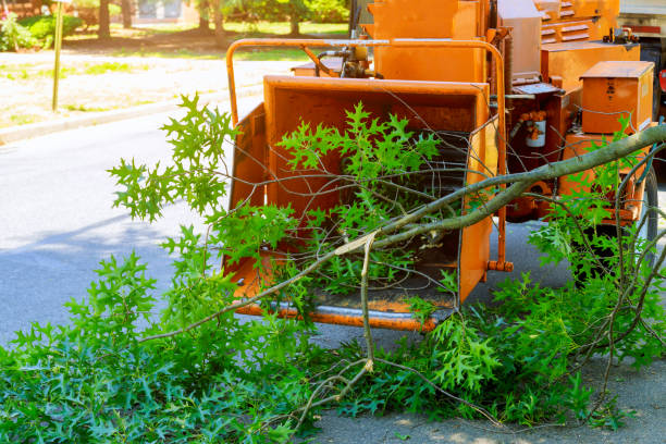 Best Hedge Trimming  in Omak, WA