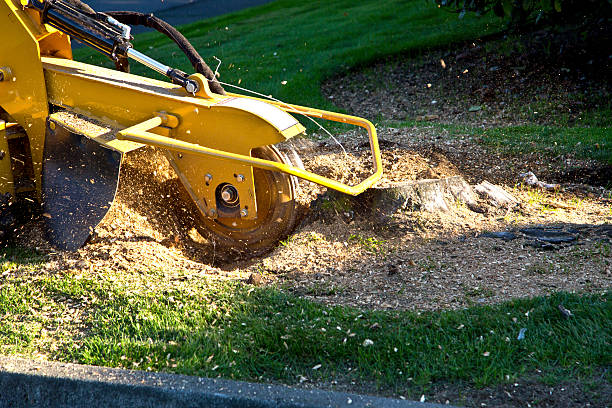 Best Tree Disease Treatment  in Omak, WA